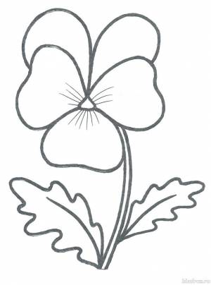 Анютины Глазки Раскраска