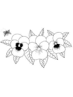 Раскраска Анютины глазки