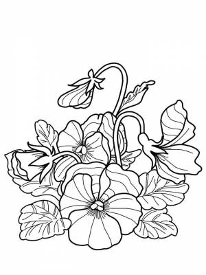 Картинка Анютины глазки раскраска  онлайн