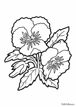 Раскраска Анютины глазки