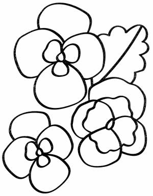 Раскраска Разноцветные анютины глазки