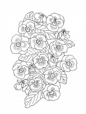 Раскраска Анютины глазки  картинку онлайн