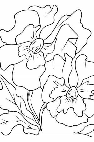 Раскраска Анютины Глазки ♥ Онлайн и !