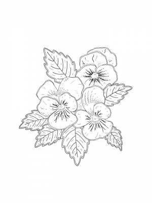 Картинка Анютины глазки раскраска онлайн