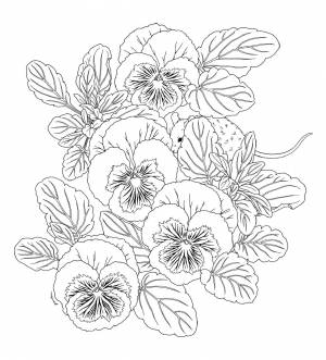 Анютины глазки раскраска