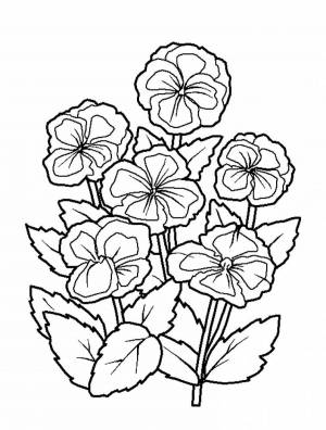 Раскраски Анютины глазки