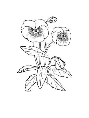 Раскраска Анютины глазки