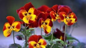 Анютины глазки