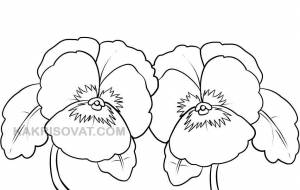 Анютины глазки