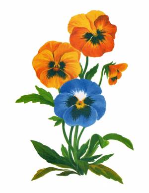 Картинки анютины глазки цветы для детей