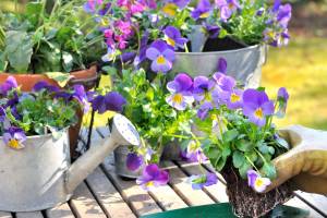 Анютины глазки