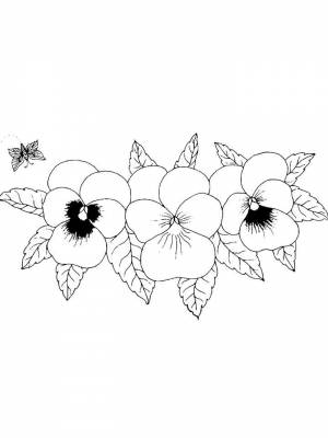 Раскраска Анютины глазки   в формате