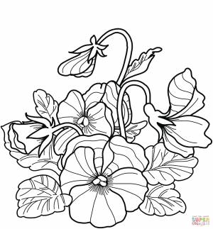 Раскраска Анютины глазки