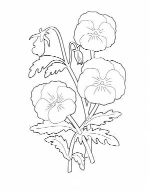 Раскраска Анютины глазки