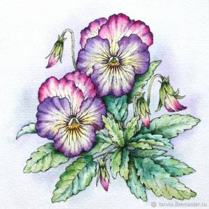 Рисунок Анютины глазки