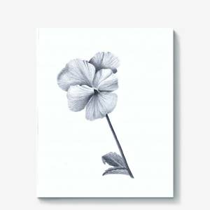 Холст «Виола