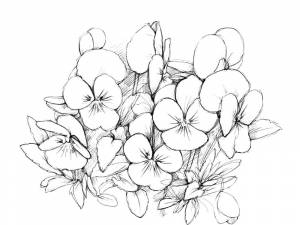 Раскраска Анютины Глазки