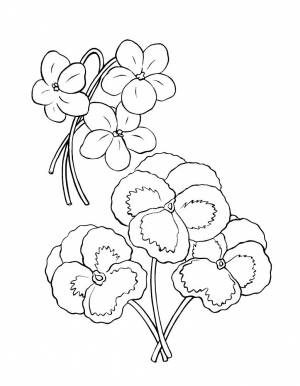 Раскраска Анютины Глазки