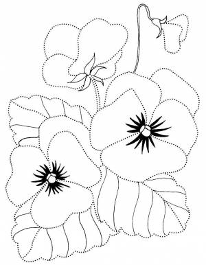 Раскраска анютины глазки  и
