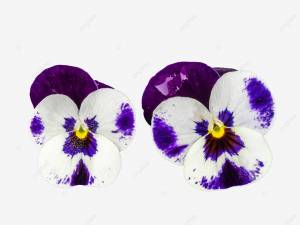 Анютины глазки PNG , весна, растение, Три цвета PNG рисунок для й загрузки