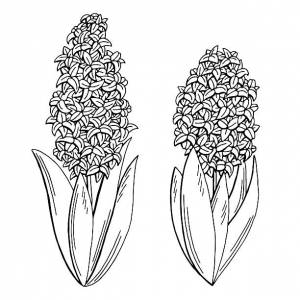 Раскраски Гиацинт