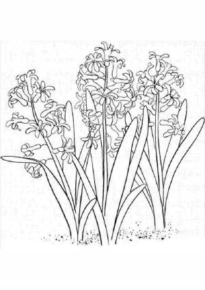 Раскраска рисунок гиацинт