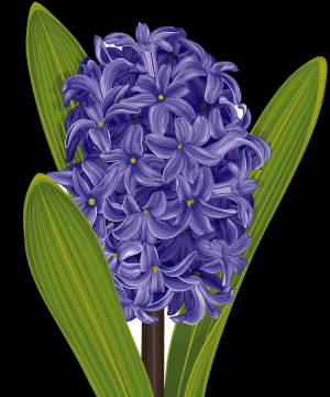 Раскраска Гиацинт