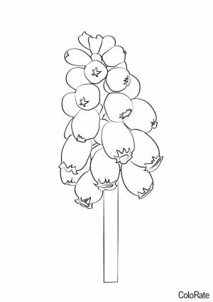 Раскраска Нераспустившийся Гиацинт