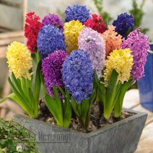 Гиацинт смесь сортов 3шт из каталога Гиацинты