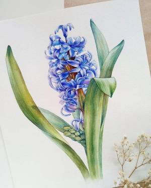 Мой гиацинт для второго синего тура ботанический_баттл