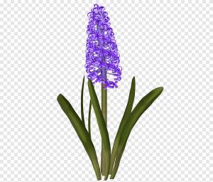 Гиацинт Рисунок Kerti virágok Нарцисс Срезанные цветы, 747, фиолетовый, белый png