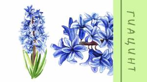 Гиацинт акварелью