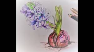 Рисуем гиацинт, заполняем его цветом