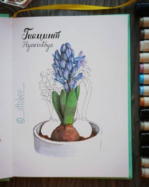 Гиацинт маркерами