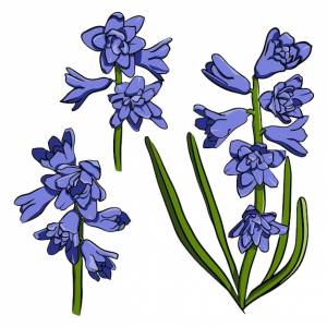 Гиацинт цветок ручной рисунок синий весенний цветок весенний цветок иллюстрация