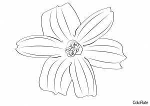 Раскраска Одинокий цветок гиацинта