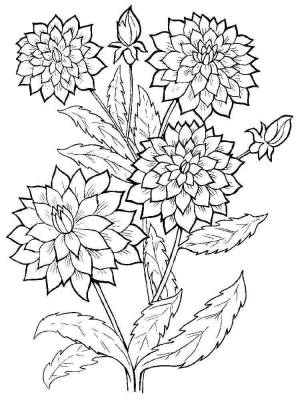 Раскраска цветок Георгин