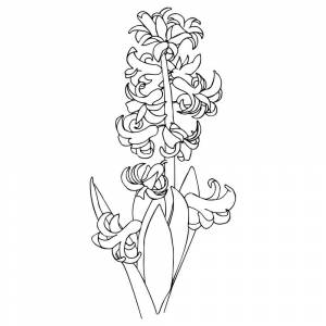 Раскраска Гиацинт