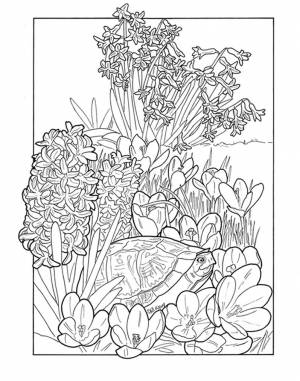 Гиацинт раскраска