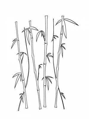 Раскраска Бамбук  картинку для детей