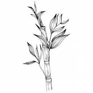 Бамбук от руки рисунок эскиза