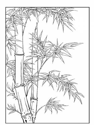 Раскраска Бамбук картинка  онлайн