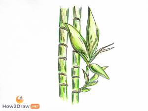 Как нарисовать бамбук карандашами