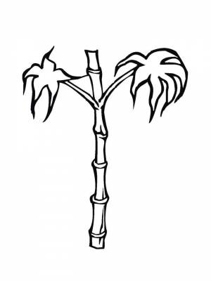 Раскраска Бамбук картинка на листе  для девочек