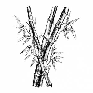 Ручной рисунок бамбука в гравированном стиле на белом фоне