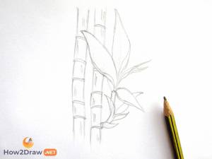 Как нарисовать бамбук карандашами