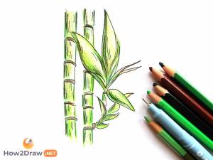 Как нарисовать бамбук карандашами