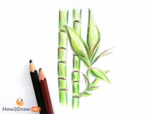 Как нарисовать бамбук карандашами