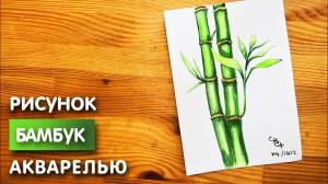 Как нарисовать бамбук карандашом и акварелью начинающим