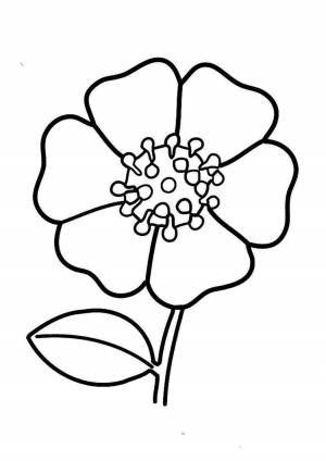 Раскраска мак